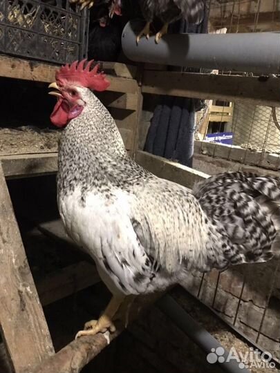 Продам петухов