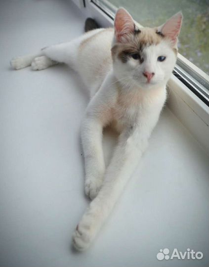 Котенок мальчик