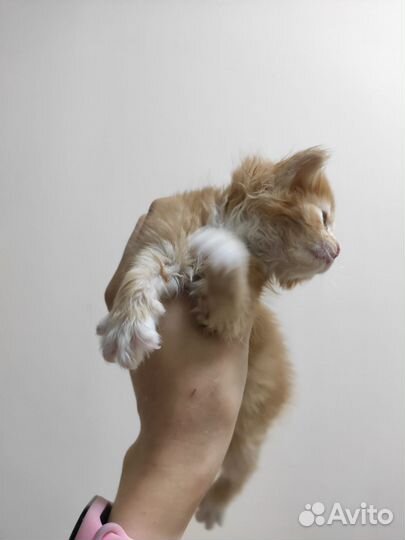 Котята бесплатно