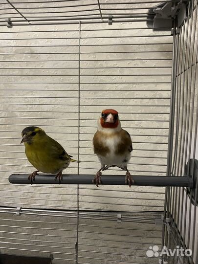 Отель для животных