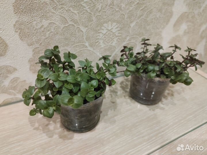 Каллизия ползучая