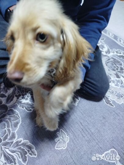 Продам кокер спаниель