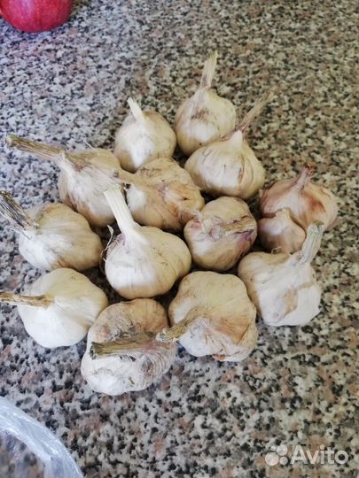 Чеснок яровой