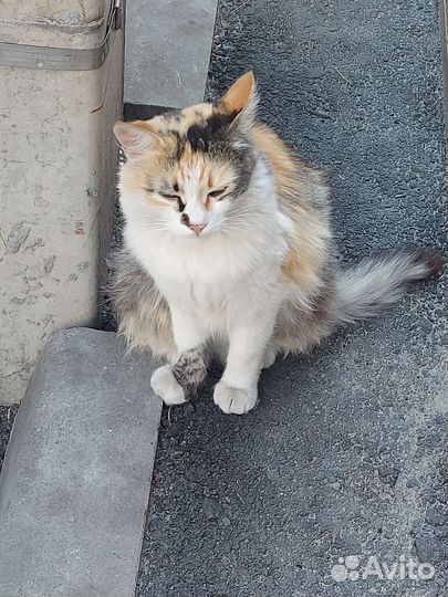 Кошка
