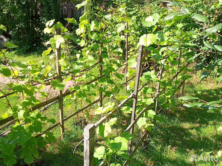 Виноград,сотр Алешинькин