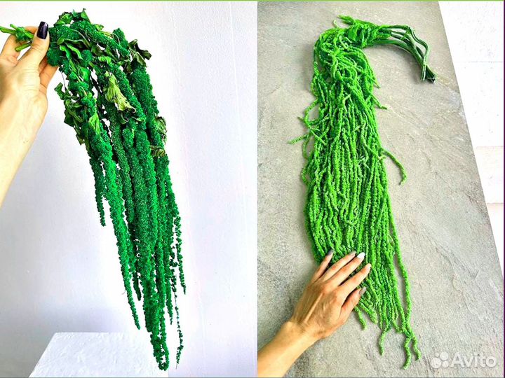 Амаpaнт крапива, ель, утолщенный