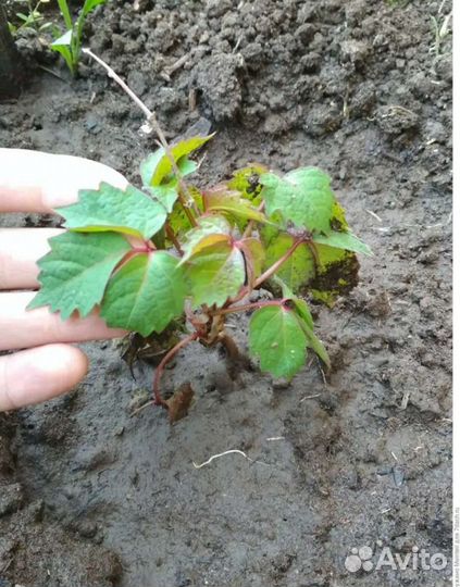 Семена винограда вичи