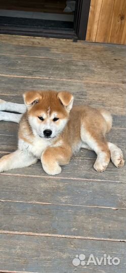 Щенки Акита Ину