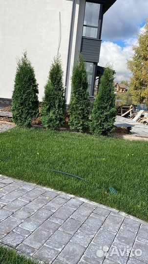 Туя Смарагд 2-2,2 м