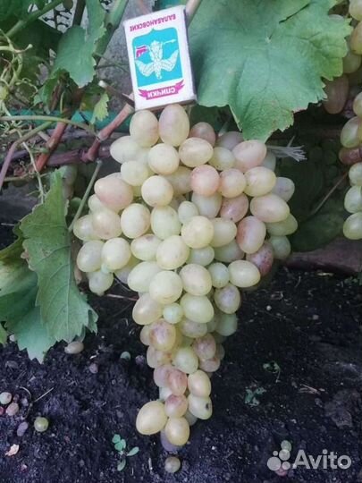 Саженцы и черенки винограда