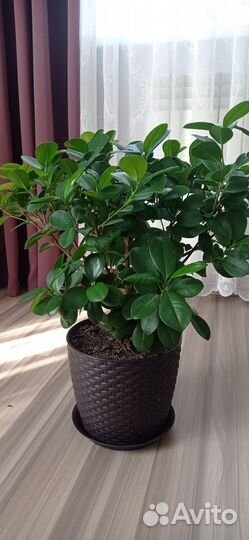 Фикус Мокламе