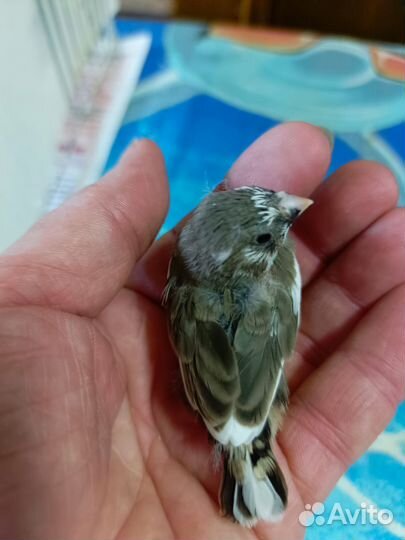 Амадины зебровые