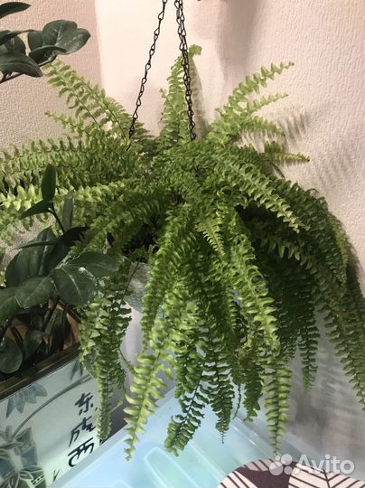 Папоротник комнатный