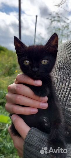 Котята в добрые руки бесплатно кошка кот котики