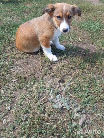 3 месячные щенки