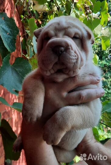 Щенки Щарпей