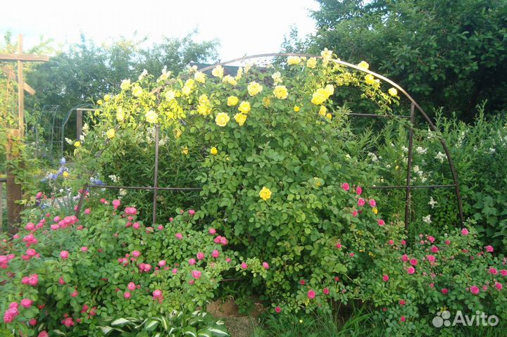 Садовые декоративные растения