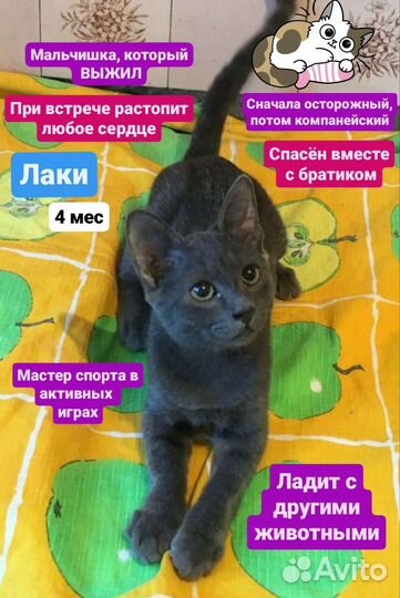 Лаки (4мес) - ласковый и трогательный мальчишка