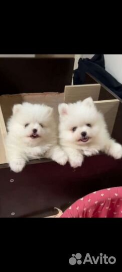 Померанский шпиц