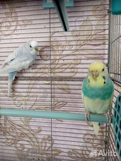 Клетка для крупного попугая