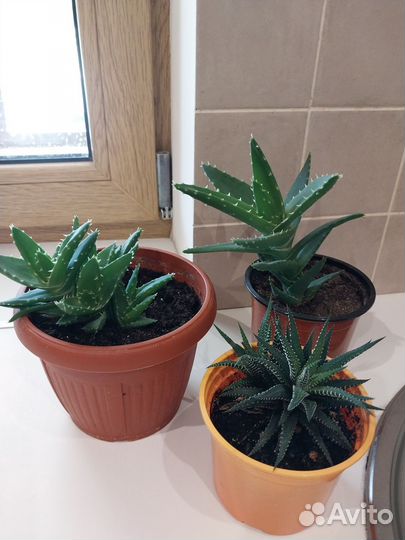 Комнатные цветы алоэ