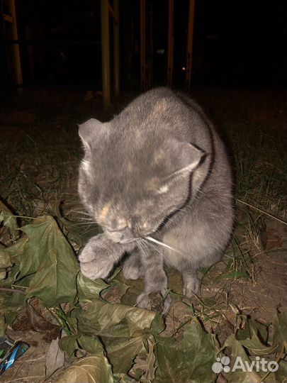 Британские котята
