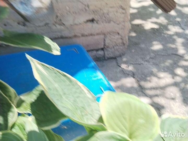 Хосты сортовые