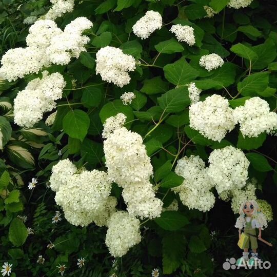 Гортензия древовидная Аннабель. Цветы для сада