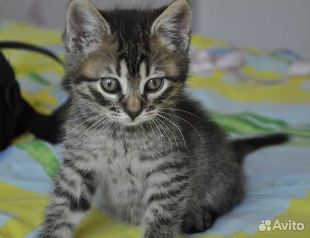 Котята крысоловы