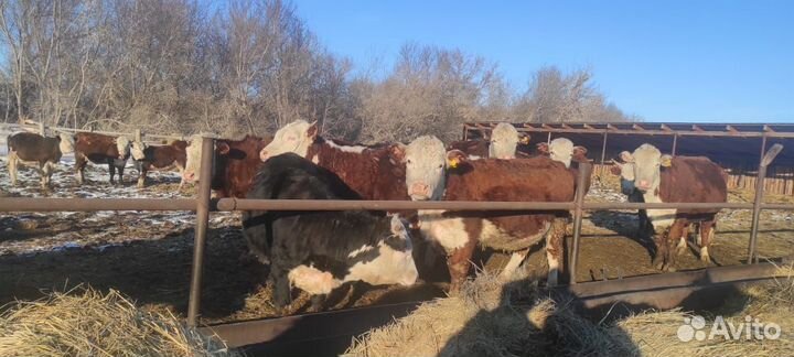 В продаже крс