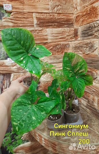 Сингониумы разные