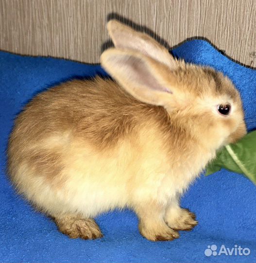 Карликовые крольчата