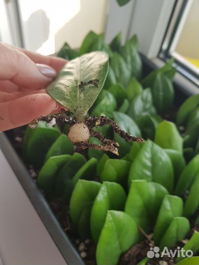 Замиокулькас укорененные