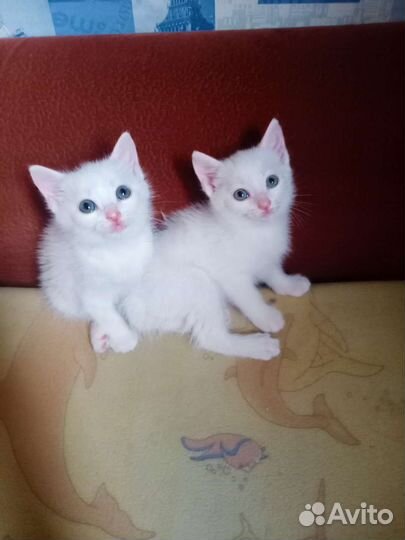 Котята в добрые руки бесплатно