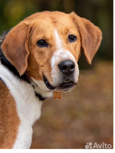 Собаки бесплатно (пегая гончая)