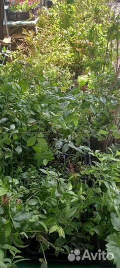 Саженцы голубики