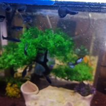 Аквариумные рыбки гуппи