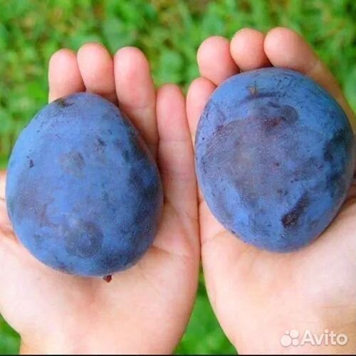 Саженцы разных сортов