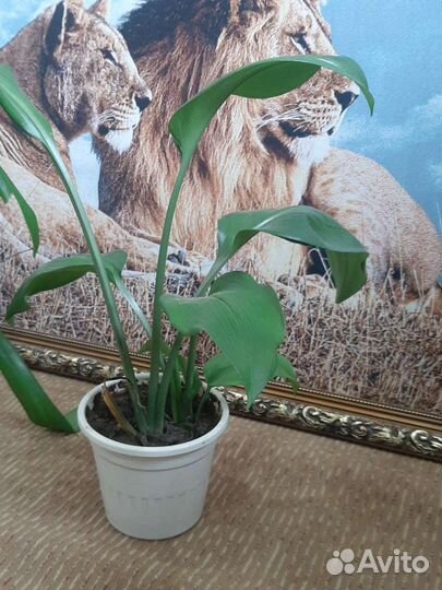 Эухарис амазонская лилия