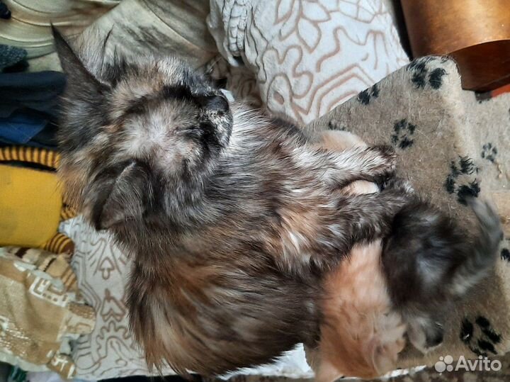 Кошки в добрые руки бесплатно