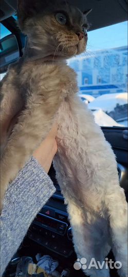 Девон-рекс вязка