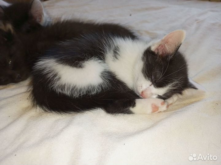 Котенок-мальчик ищет дом