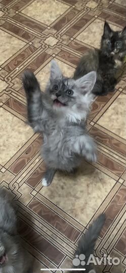 Кошки мейн-кун