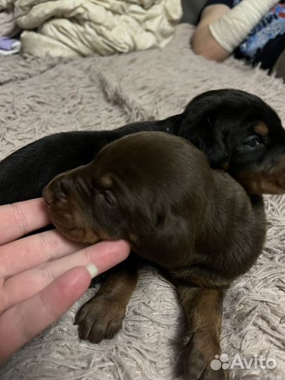 Щенки Добермана