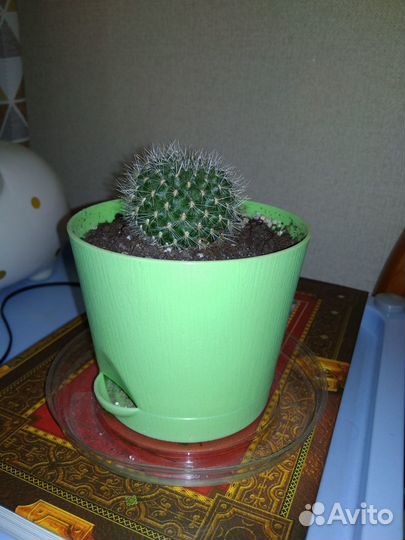 Кактусы Ребуция, столетник