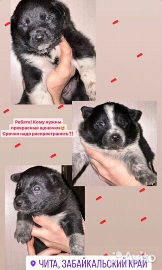 Щенки в добрые руки