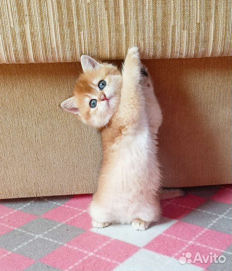 Британские золотые котята