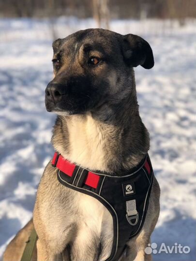 Собака с душой из приюта ищет дом