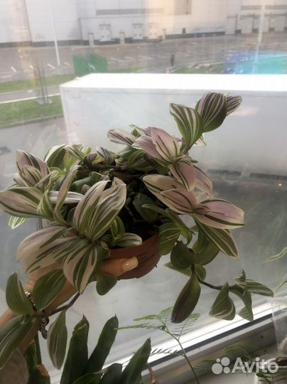 Традесканция