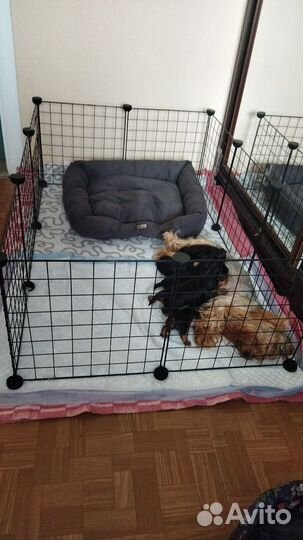 Йоркширский терьер щенки